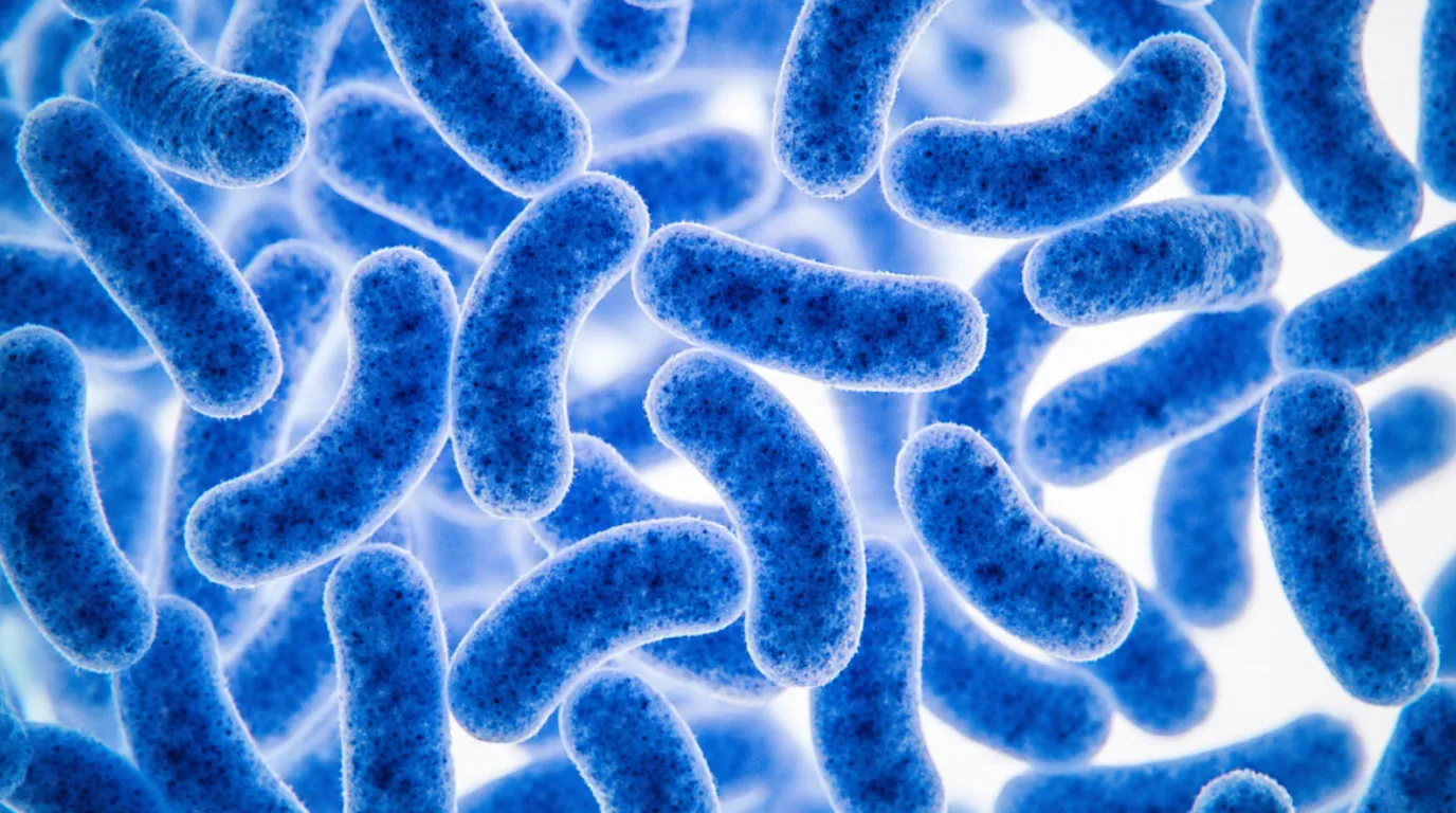 Probiotyk Probiomix Biolane Pharm 16 szczepów żywych bakterii